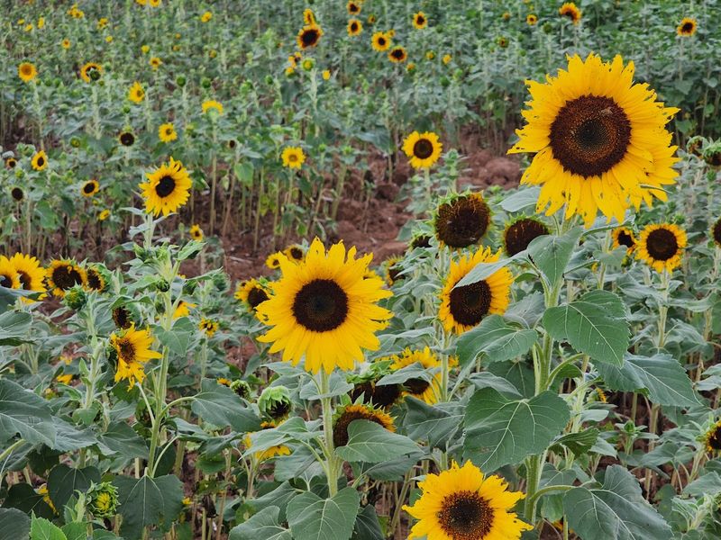 The Sunflower Experience in Bowie The Sunflower Experience in Bowie