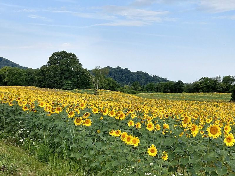 The Sunflower Fields Are the Star of the Season