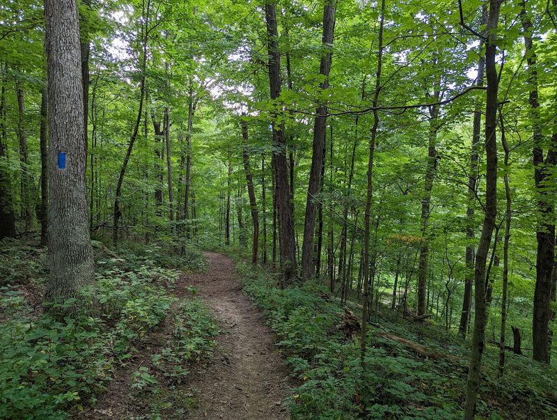The Trails Are The Real Therapy Session