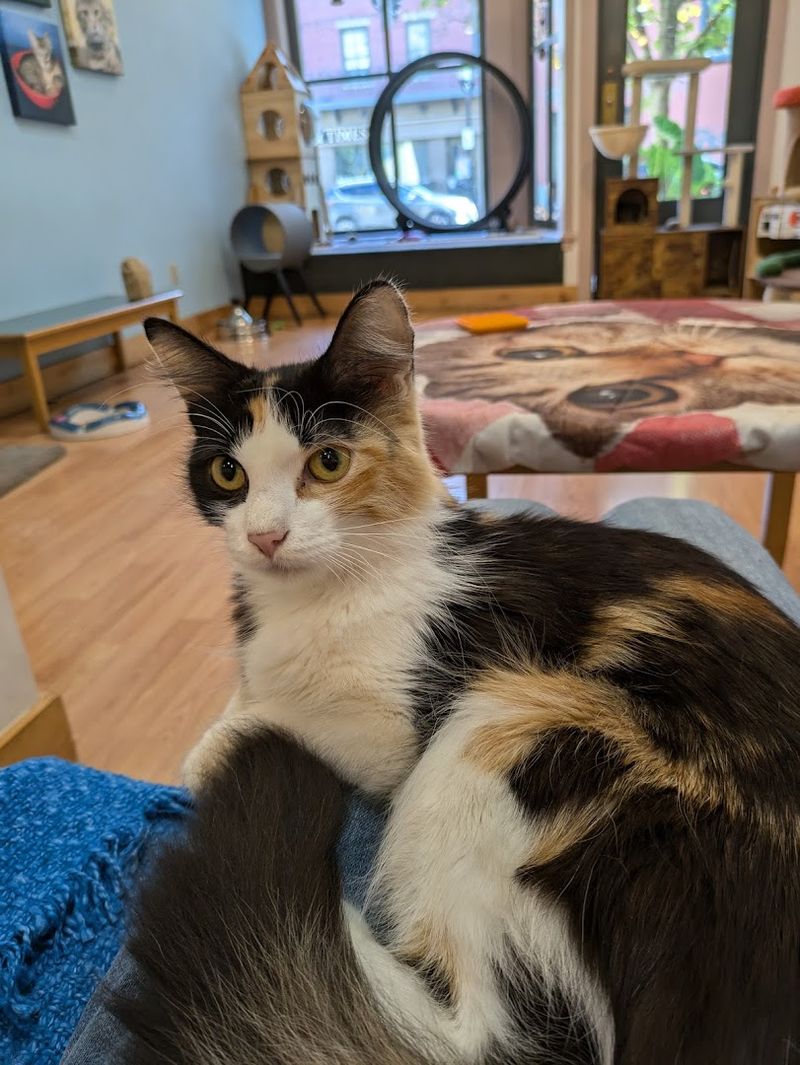The cats all have personalities of their own