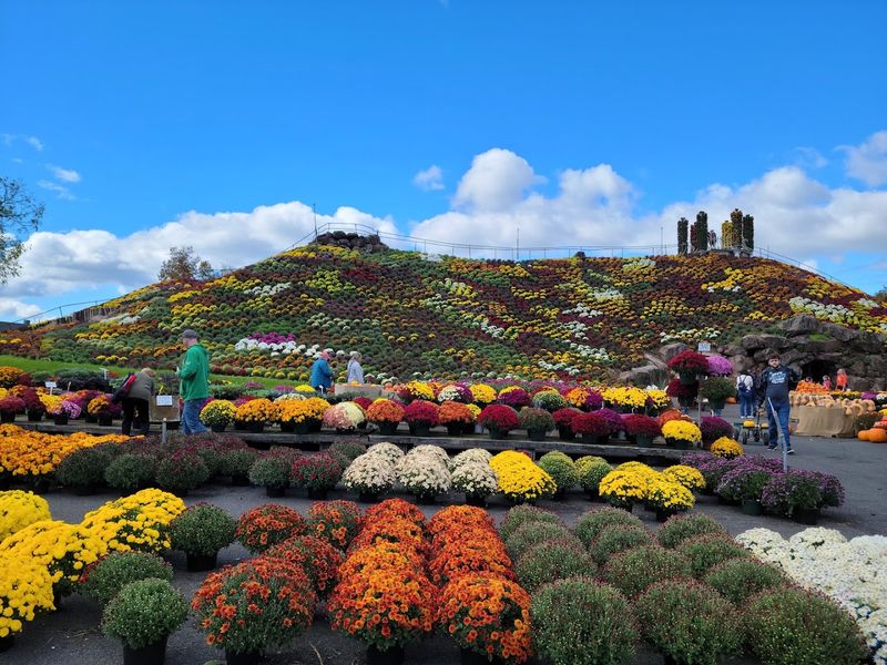 The famous Mountain of Mums