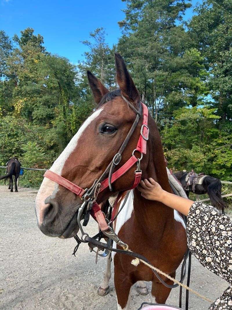 The horses are a huge part of the experience