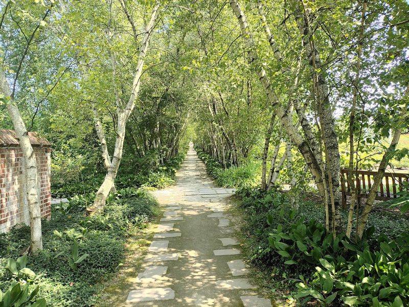 The magical tree tunnel that steals the show The magical tree tunnel that steals the show