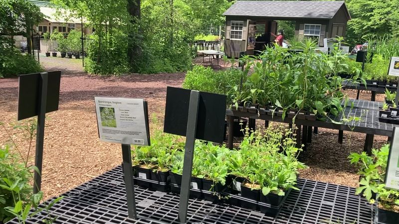 The native plant nursery extends the experience home