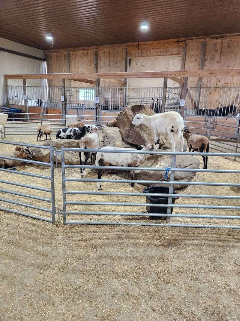 The petting zoo that makes kids beam