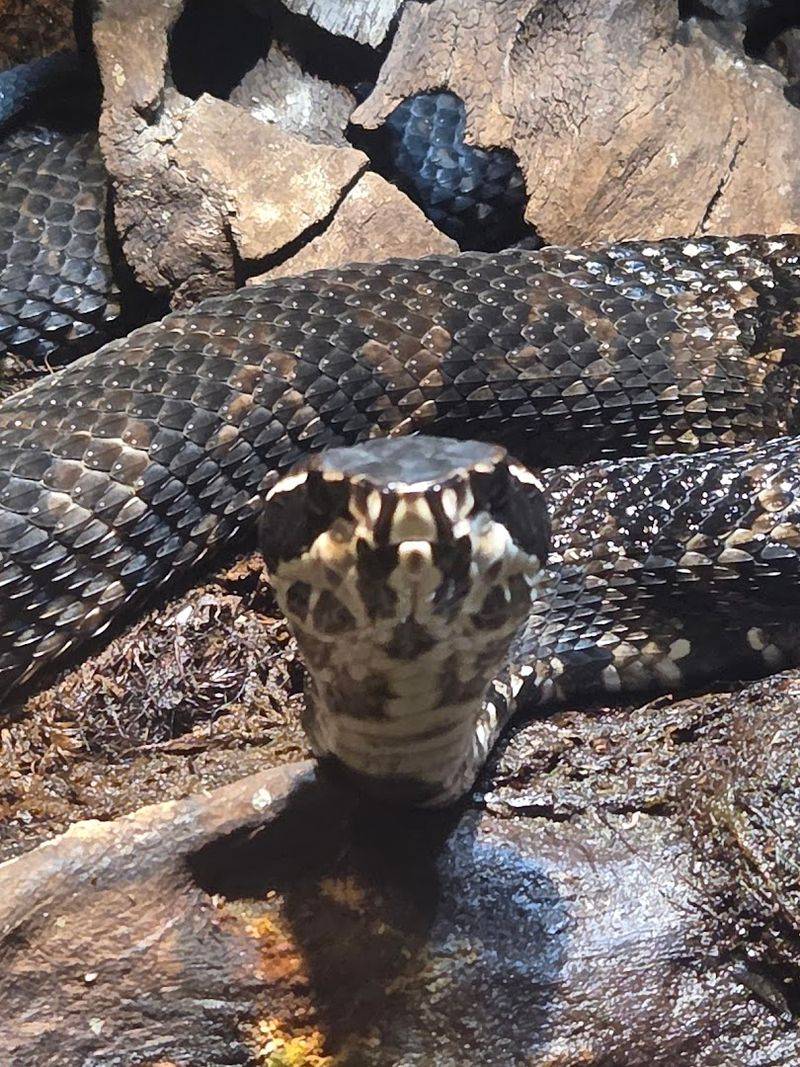 The reptile den adds a whole different thrill