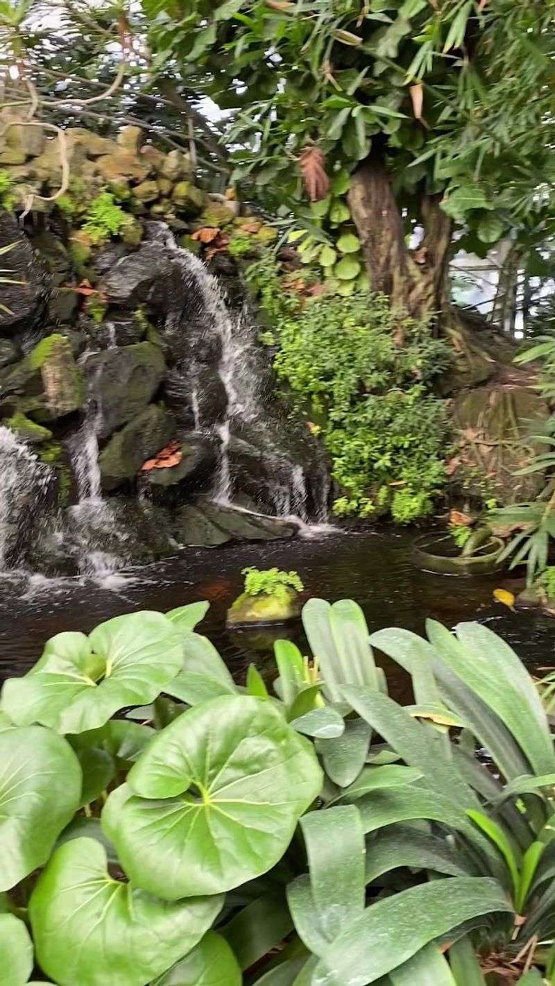 The waterfall, bridge, and koi pond