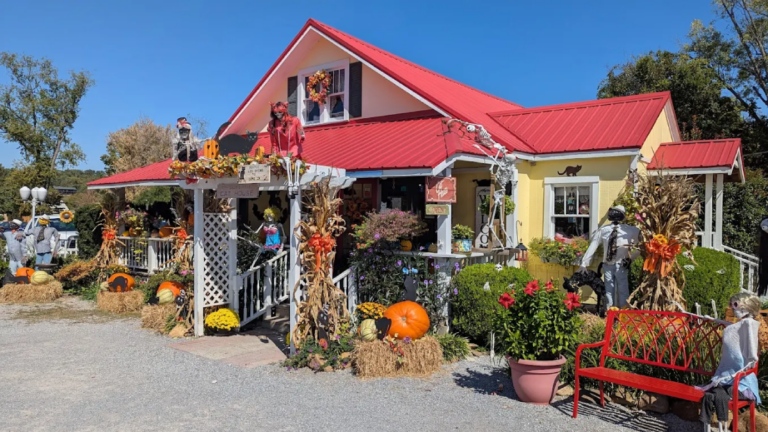 This Cozy Tennessee Stop Is Basically Heaven for Cat People