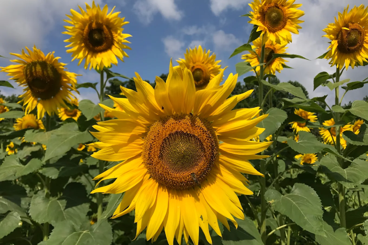 This Hidden Tennessee Wildlife Area Has a Sunflower Field Worth Waiting For
