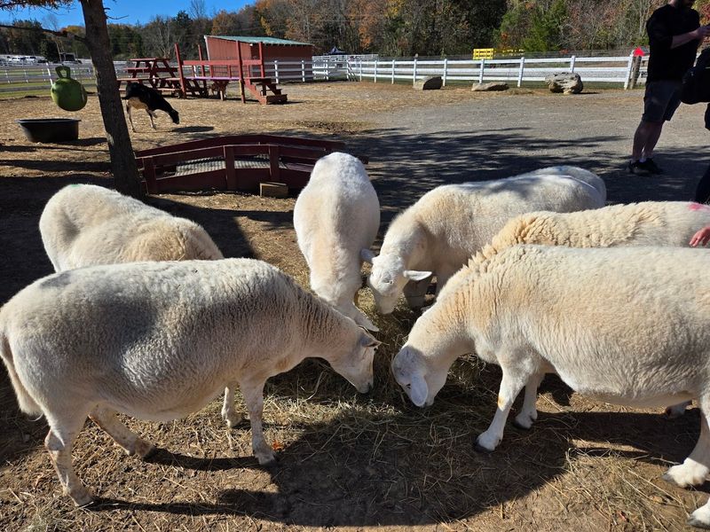 This Peaceful Tennessee Sanctuary Gives Rescued Animals A Safe Place To Heal This Peaceful Tennessee Sanctuary Gives Rescued Animals A Safe Place To Heal