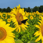 This Stunning Sunflower Field in Tennessee Is Worth the Summer Road Trip