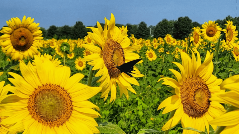 This Stunning Sunflower Field in Tennessee Is Worth the Summer Road Trip