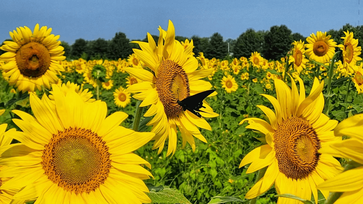 This Stunning Sunflower Field in Tennessee Is Worth the Summer Road Trip