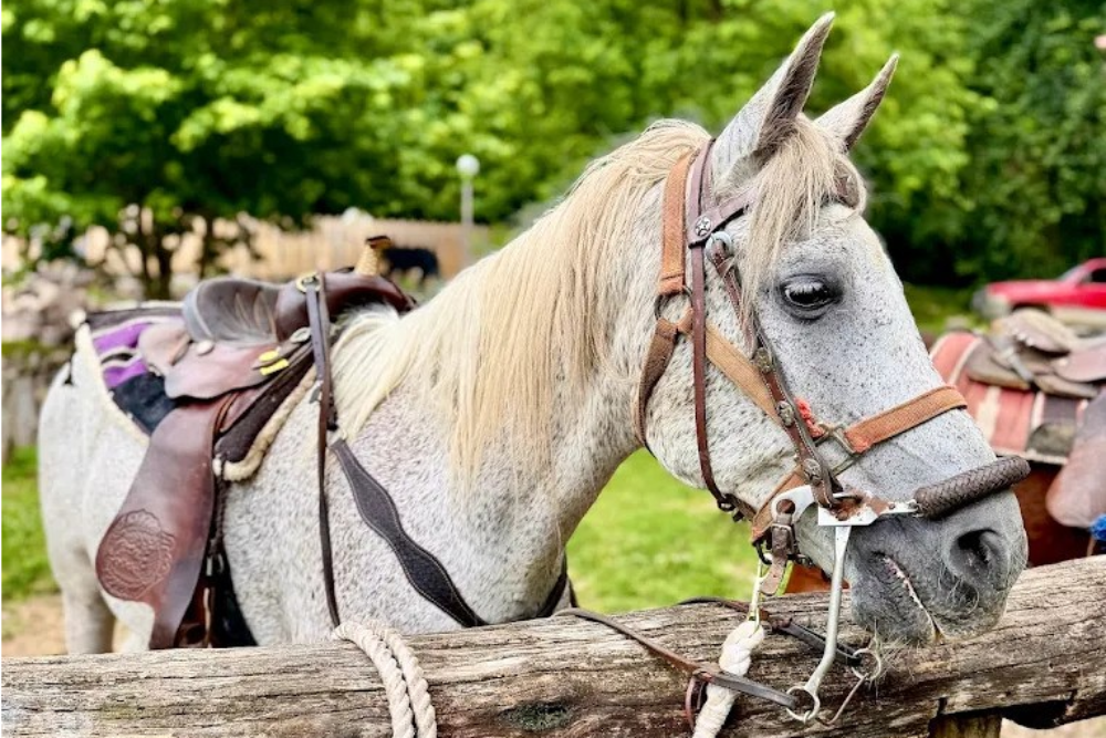 This Tennessee Ranch Makes Horseback Riding And Smoky Mountain Views Feel Like A Storybook Escape