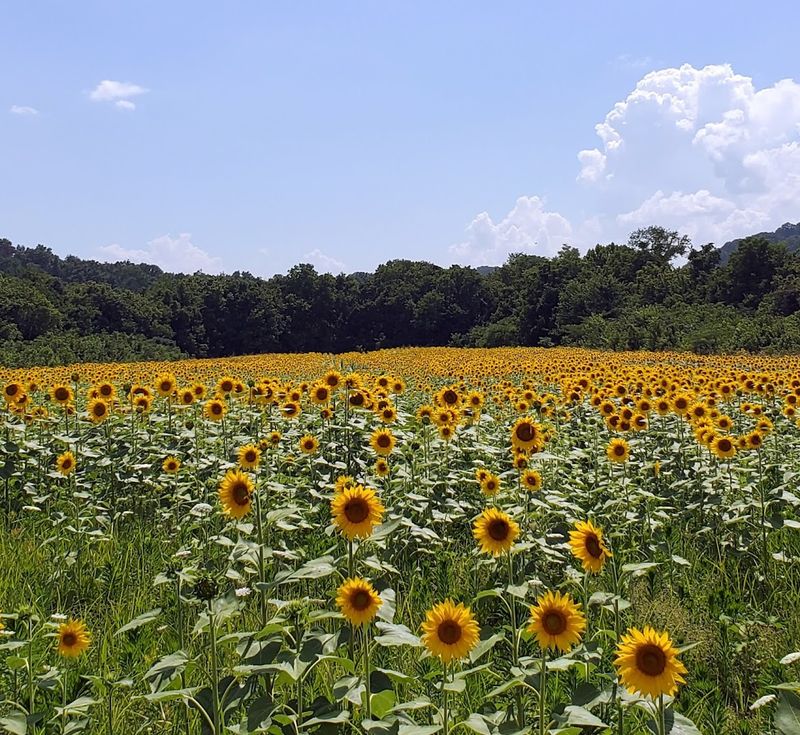 This Tennessee Wildlife Area Turns Golden During Sunflower Season