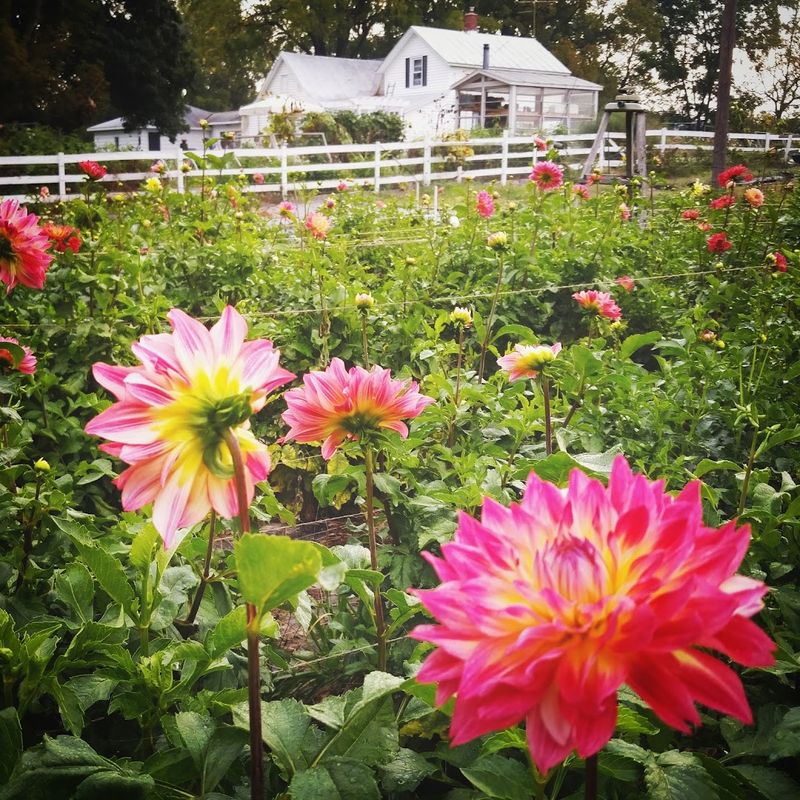 Three Acre Farm — Byron Center Three Acre Farm — Byron Center