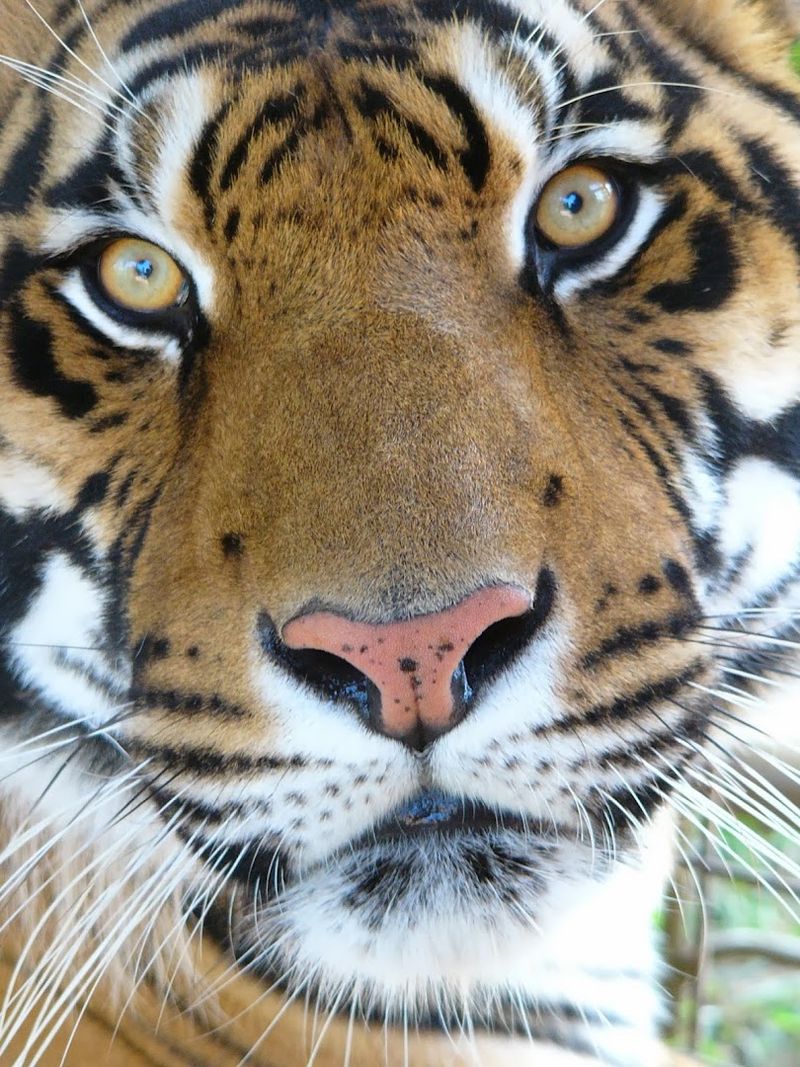 Tiger Haven — Kingston