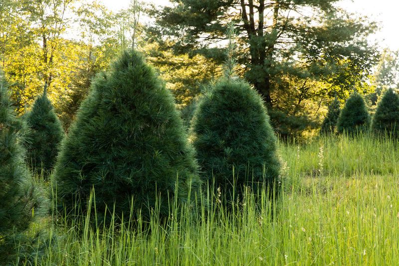 Tips for the Best Day at the Farm