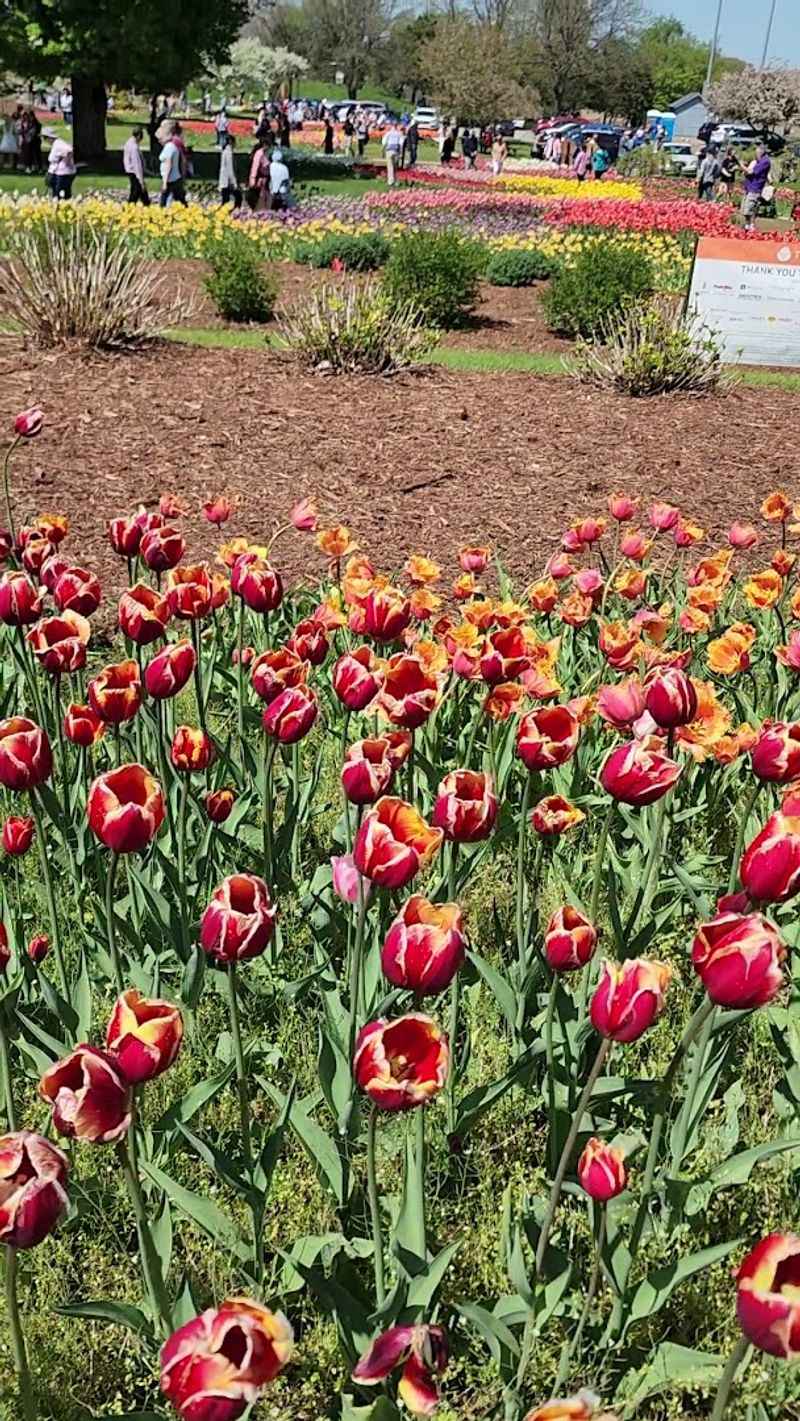 Tulip Time Festival