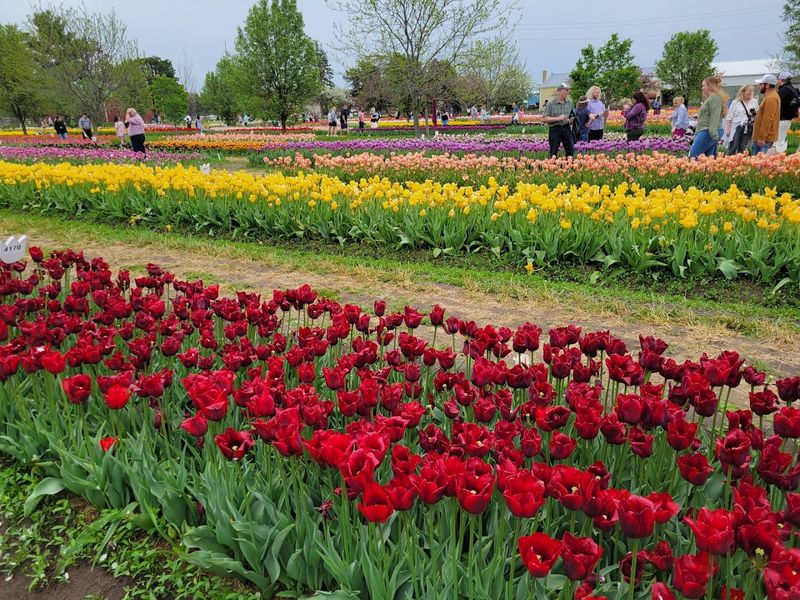 Tulip Time, Holland