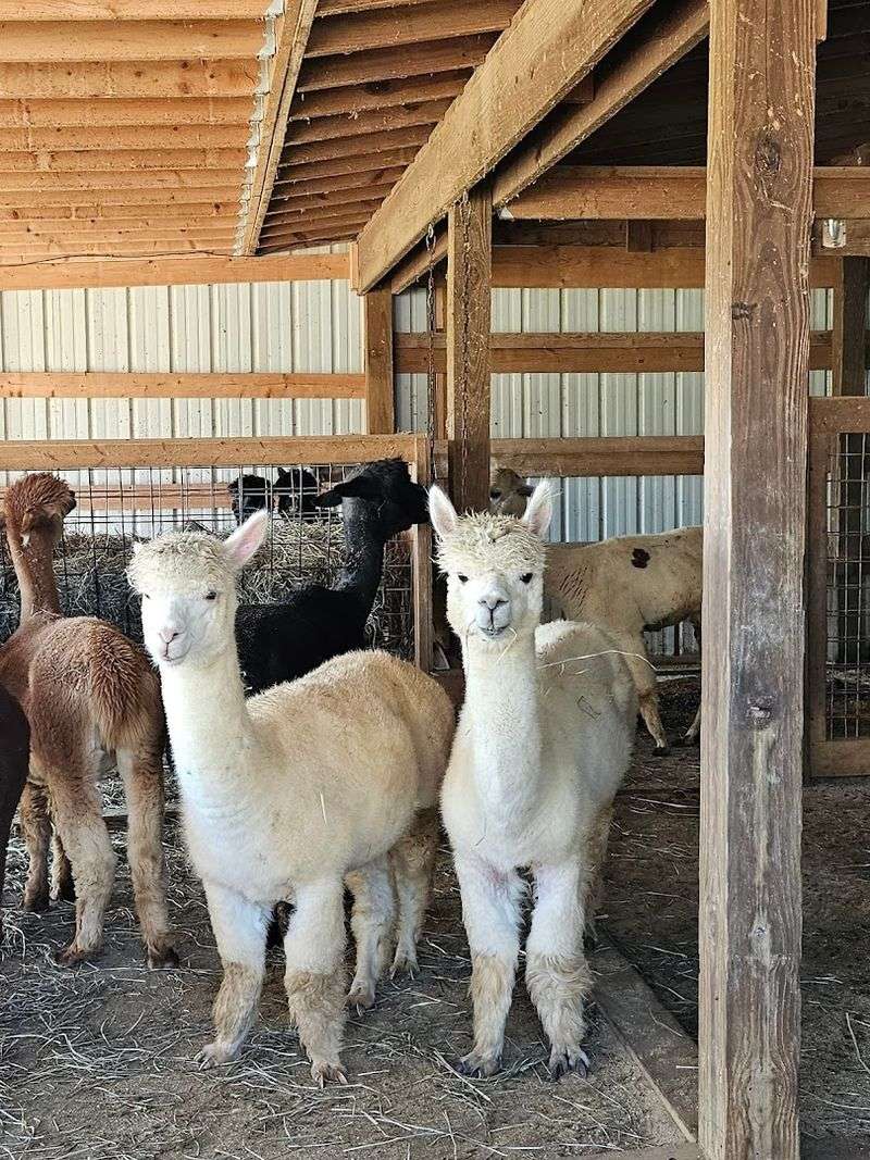 Two Roots Alpacas — Greeneville