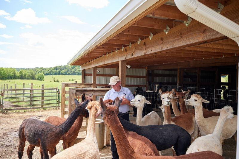 Two Roots Alpacas — Greeneville