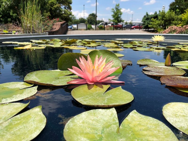 UT Gardens — Knoxville