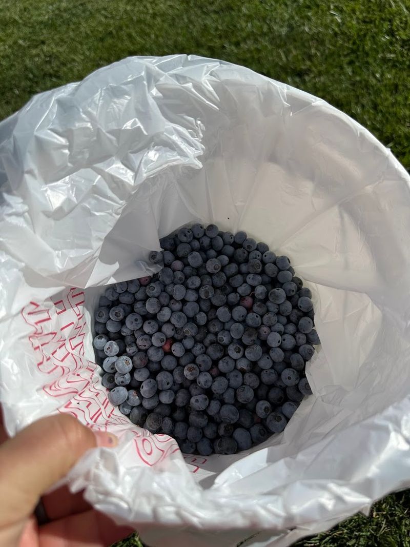 TLC Blueberry Farm (Monroe)