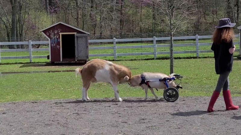 Visitors Can Meet Rescued Animals In A Setting Built Around Kindness Visitors Can Meet Rescued Animals In A Setting Built Around Kindness