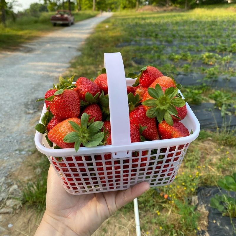 Wagner Berry Farm — Spring Hill