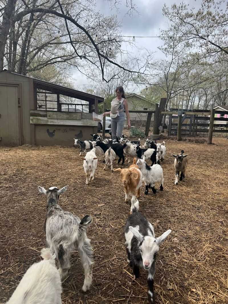 Walkapony Goat Ranch — Rossville Walkapony Goat Ranch — Rossville