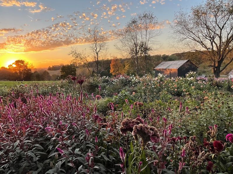 Walnut Ridge Farm Ohio, Orrville, Ohio