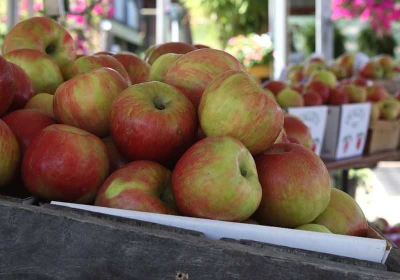 Weaver’s Orchard