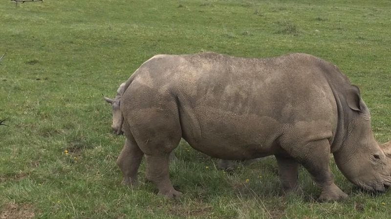 What Makes The Wilds So Special