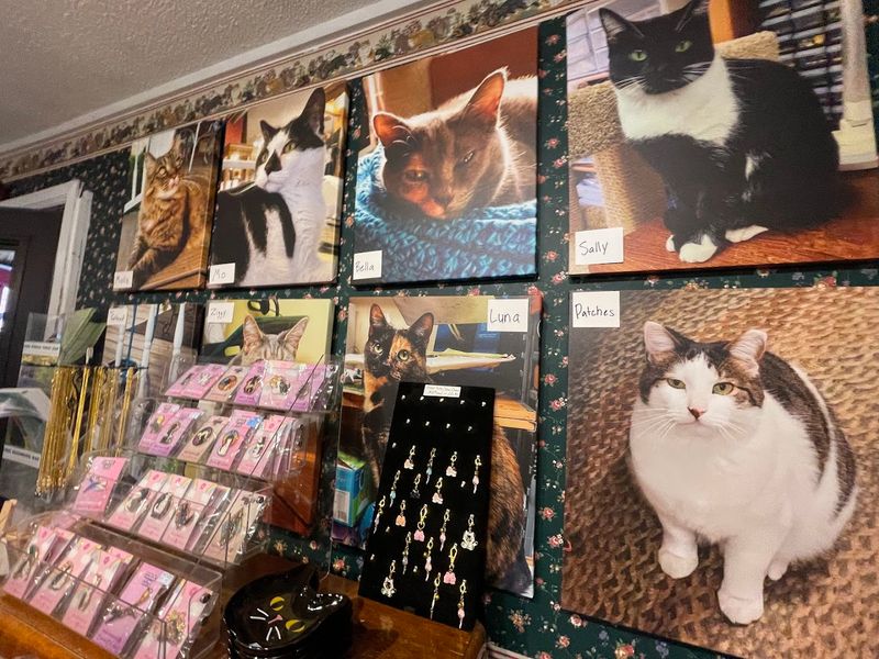 What Makes This Tennessee Cat Shop So Unique What Makes This Tennessee Cat Shop So Unique