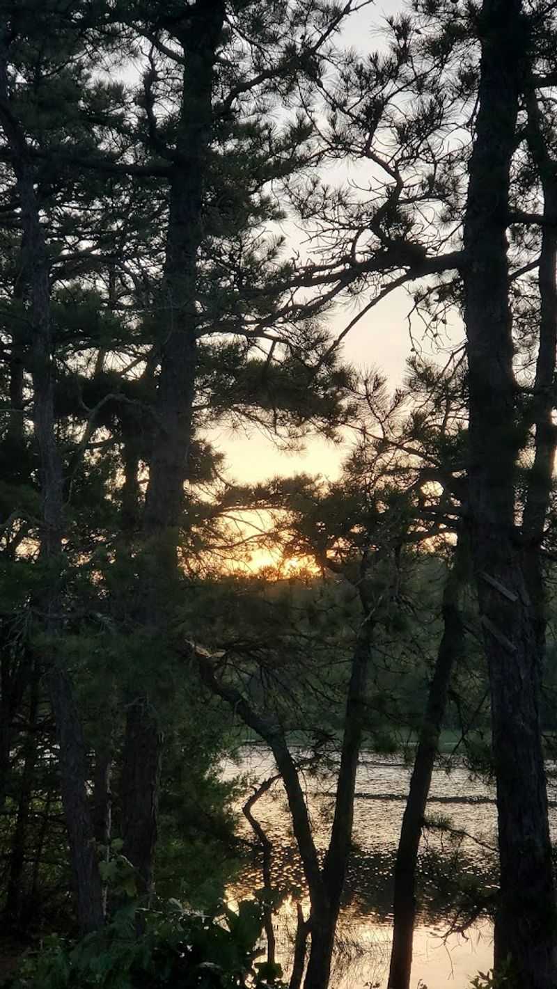 What Makes the Pine Barrens Feel So Eerie After Sundown
