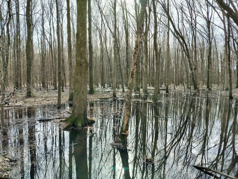 What To Know Before Visiting Big Cypress Tree State Park In Greenfield