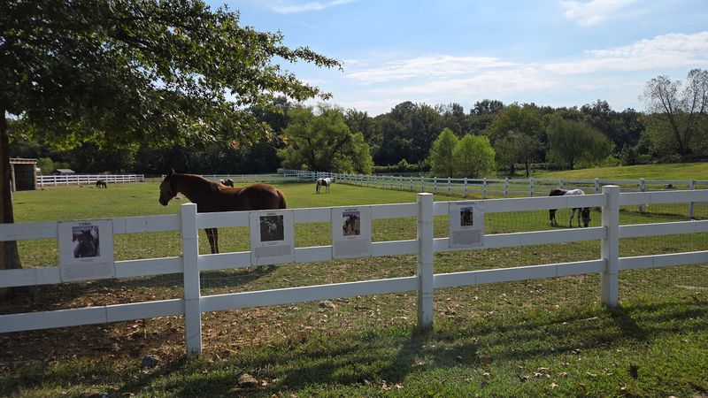 What To Know Before Visiting The Gentle Barn In Christiana What To Know Before Visiting The Gentle Barn In Christiana
