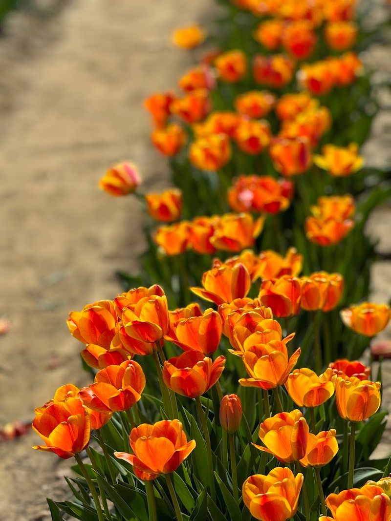 What Visitors Can Expect During Tulip Season