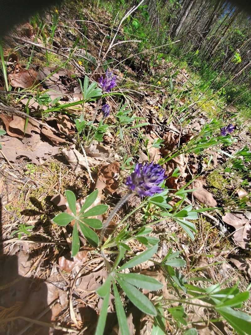 What You'll See Along the Trails at Flat Rock Cedar Glades What You'll See Along the Trails at Flat Rock Cedar Glades