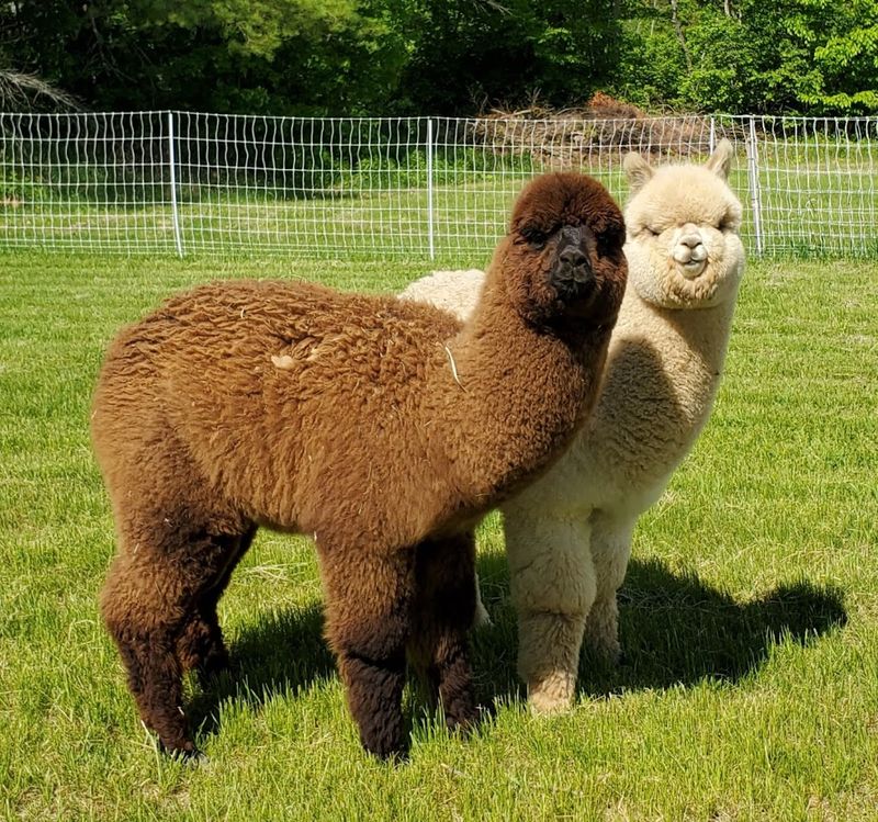 What it is actually like to meet the alpacas
