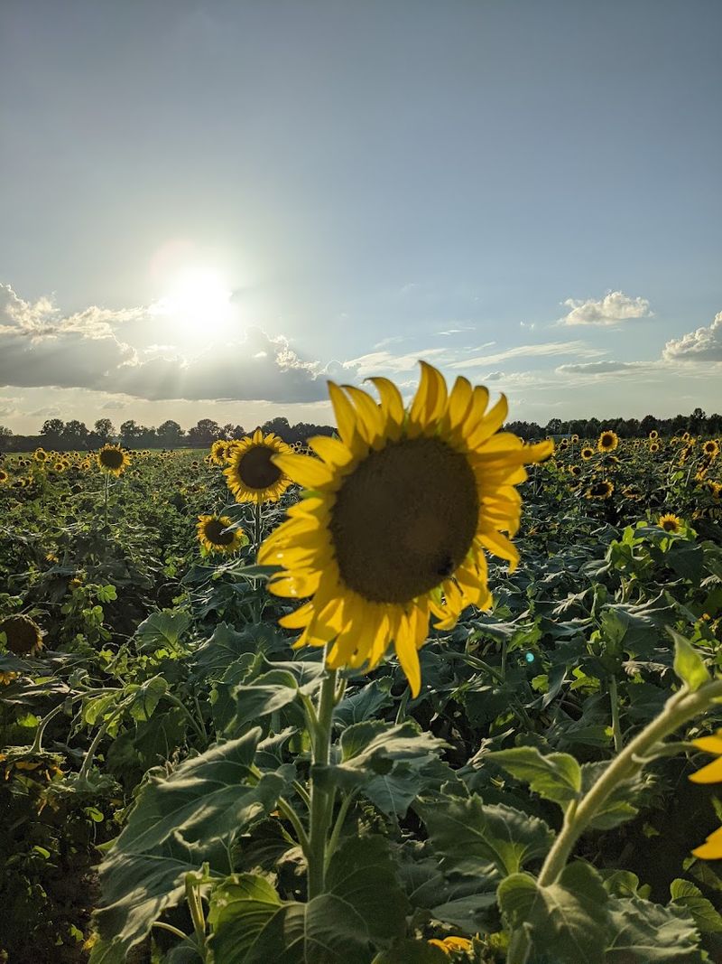 What to Expect When You Arrive at the Field