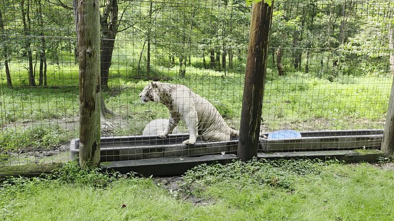 What visitors learn about rescue and lifelong care