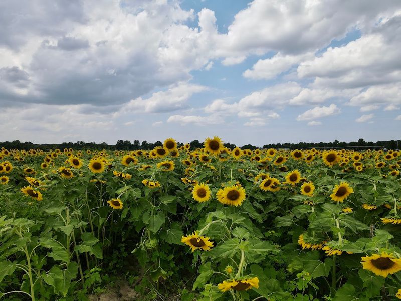 Why Agricenter Sunflower Field Is Worth Adding to Your Summer Plans