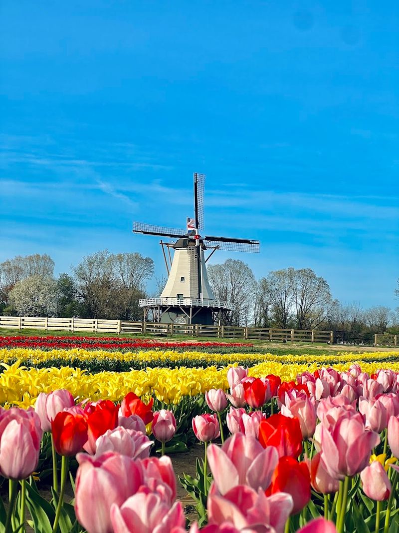Why Holland Ridge Farms Feels Like a Spring Trip to the Netherlands