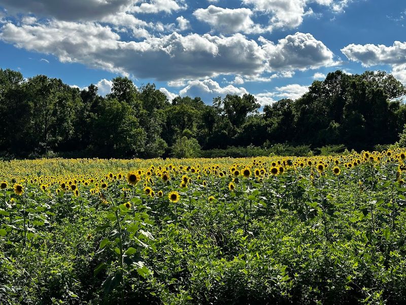 Why July Is the Best Time to Visit for Blooms