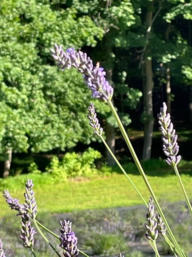 Why Pleasant Valley Lavender Feels So Unexpected in New Jersey Why Pleasant Valley Lavender Feels So Unexpected in New Jersey
