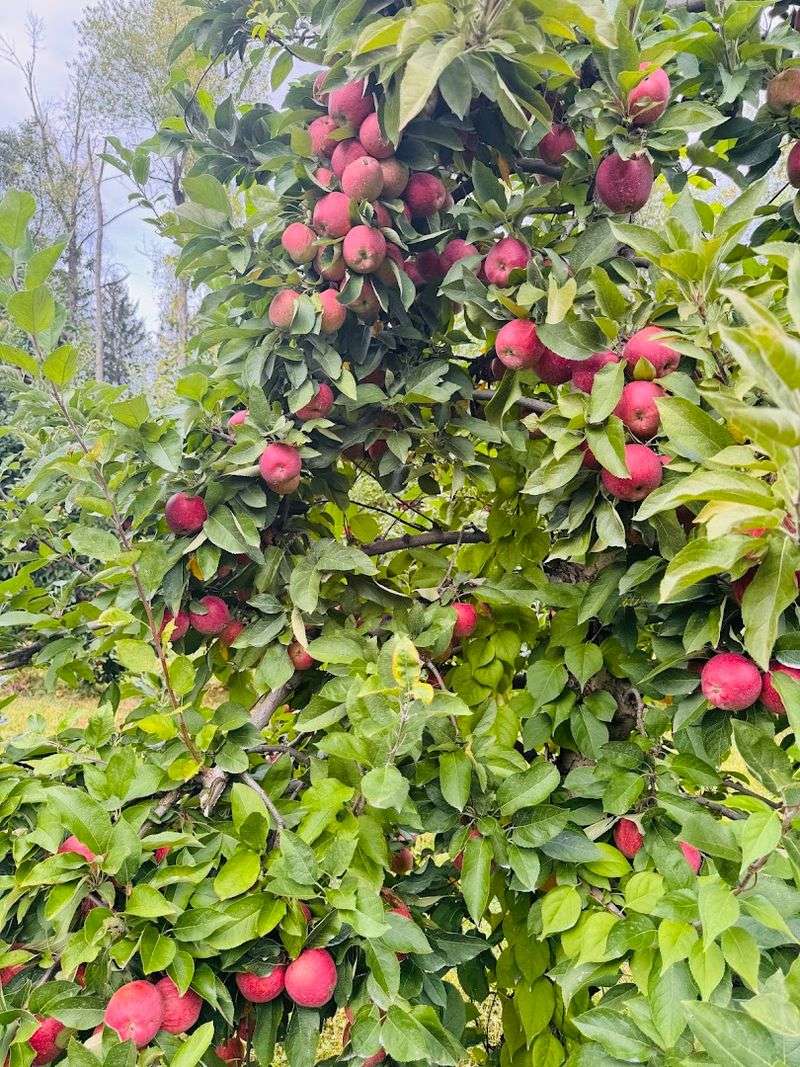 Why Riamede Farm’s Antique Trees Are So Special
