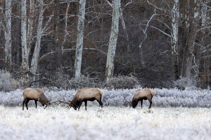 Why Sinnemahoning Is Such a Strong Elk Spot