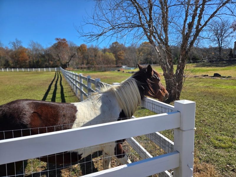 Why This Christiana Sanctuary Feels More Like A Place Of Healing Than A Farm Why This Christiana Sanctuary Feels More Like A Place Of Healing Than A Farm